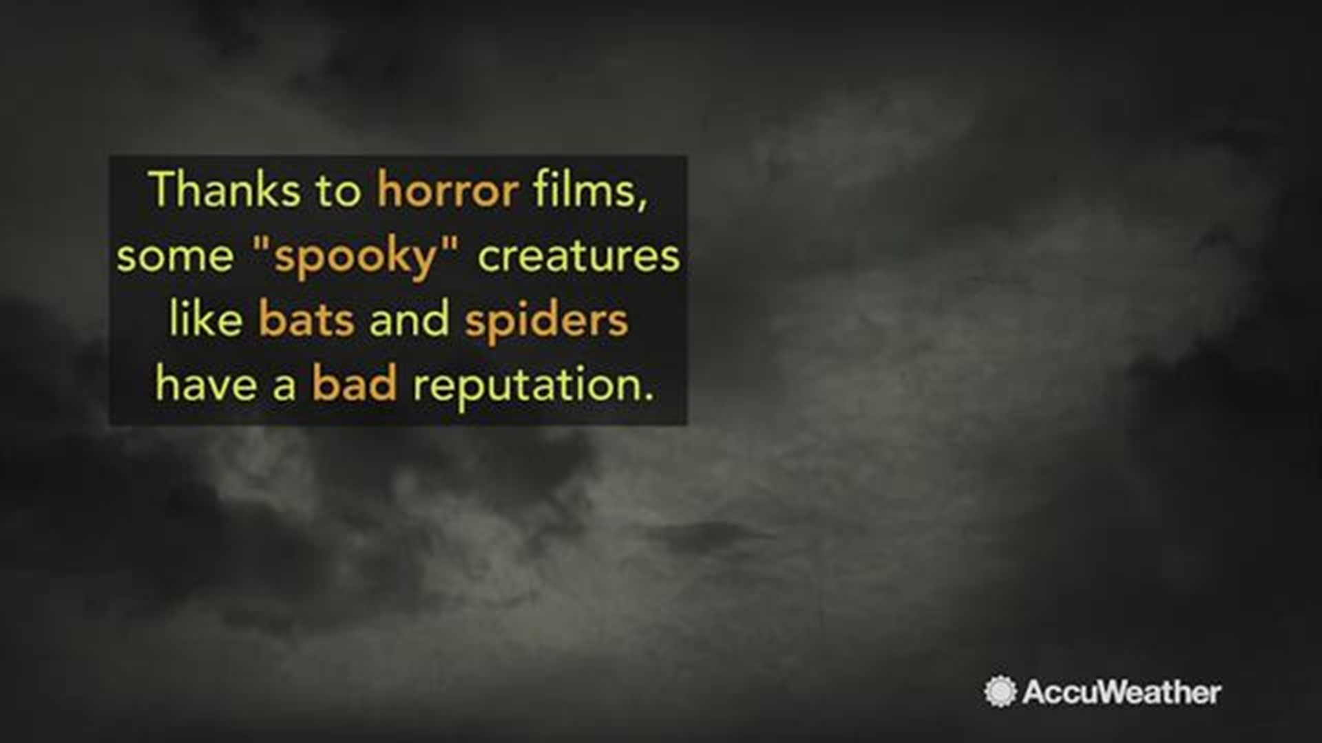 Thanks to horror films, some 'spooky' creatures like bats and spiders have a bad reputation. However, experts say that most of these species are harmless to humans and actually benefit our environment.