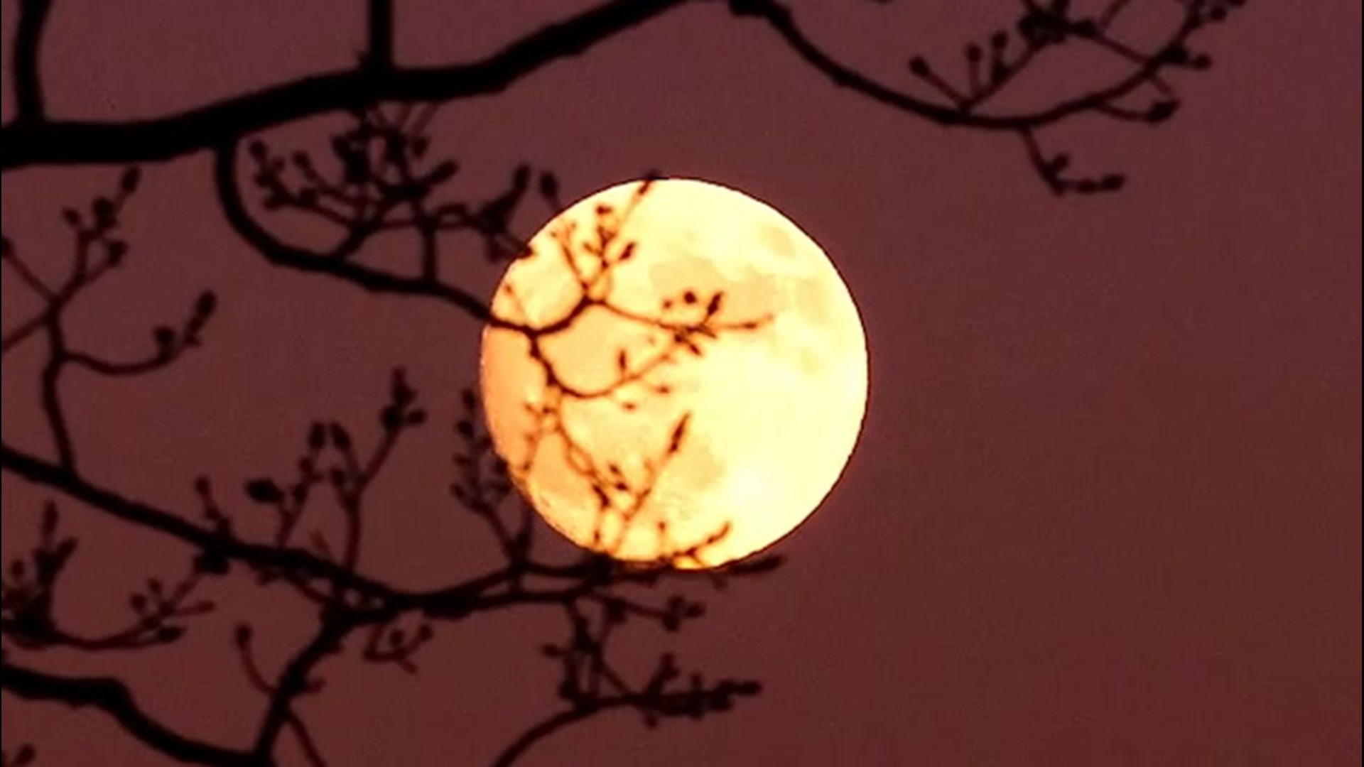 Looking for something interesting to kick off your weekend?  Head outside to your backyard and be greeted by a bright full moon shining all night.