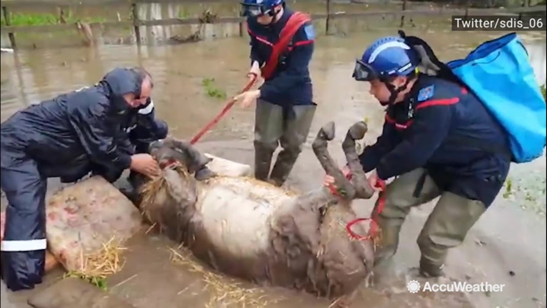 A donkey was rescued from a flooded field in Roquette-sur-Siagne, France, after heavy rain soaked the southeastern part of the country on Nov. 23 and 24.