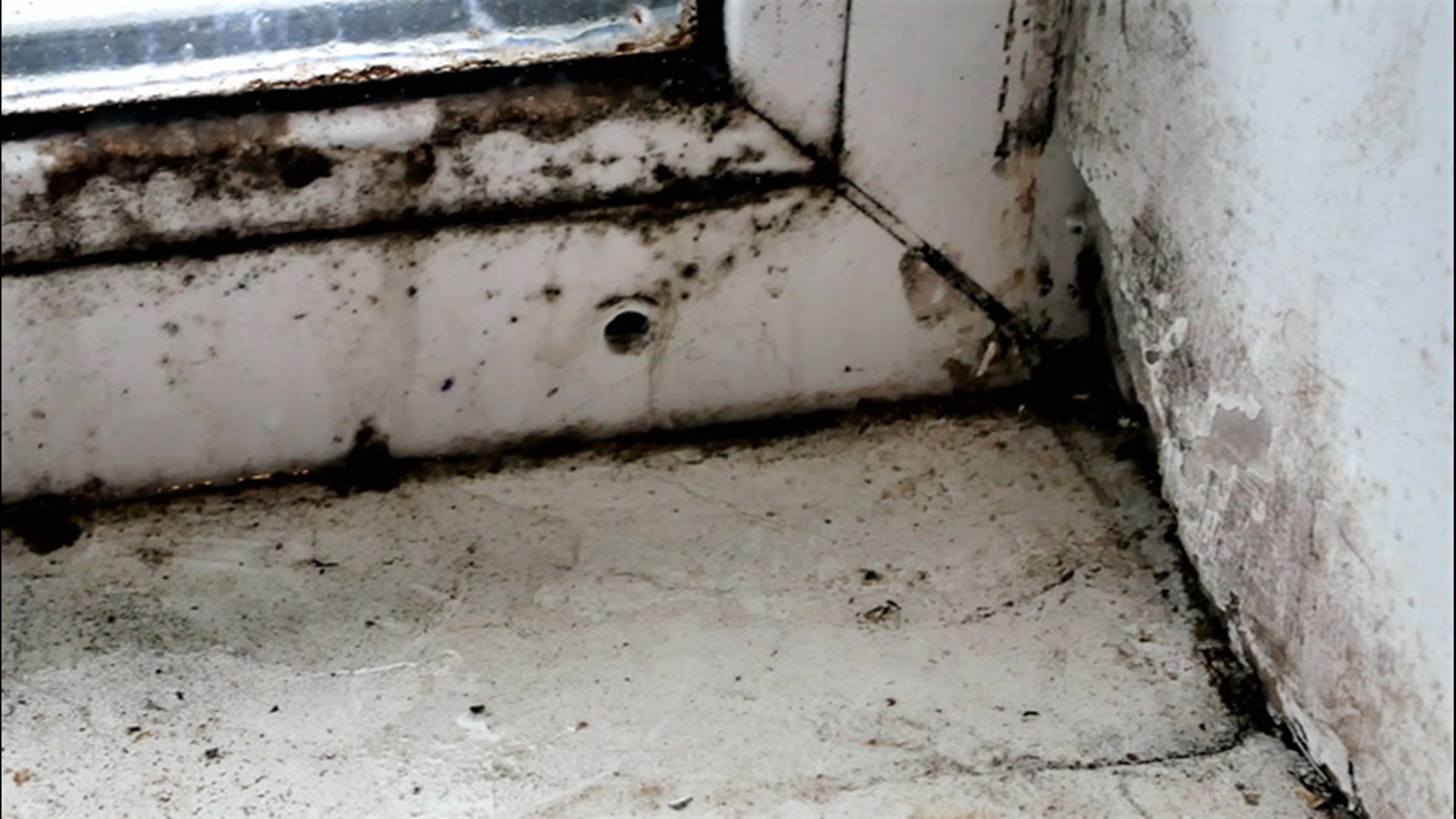 Did you know that too much humidity contributes to mold growth in your home? Why is that and how can you prevent it?