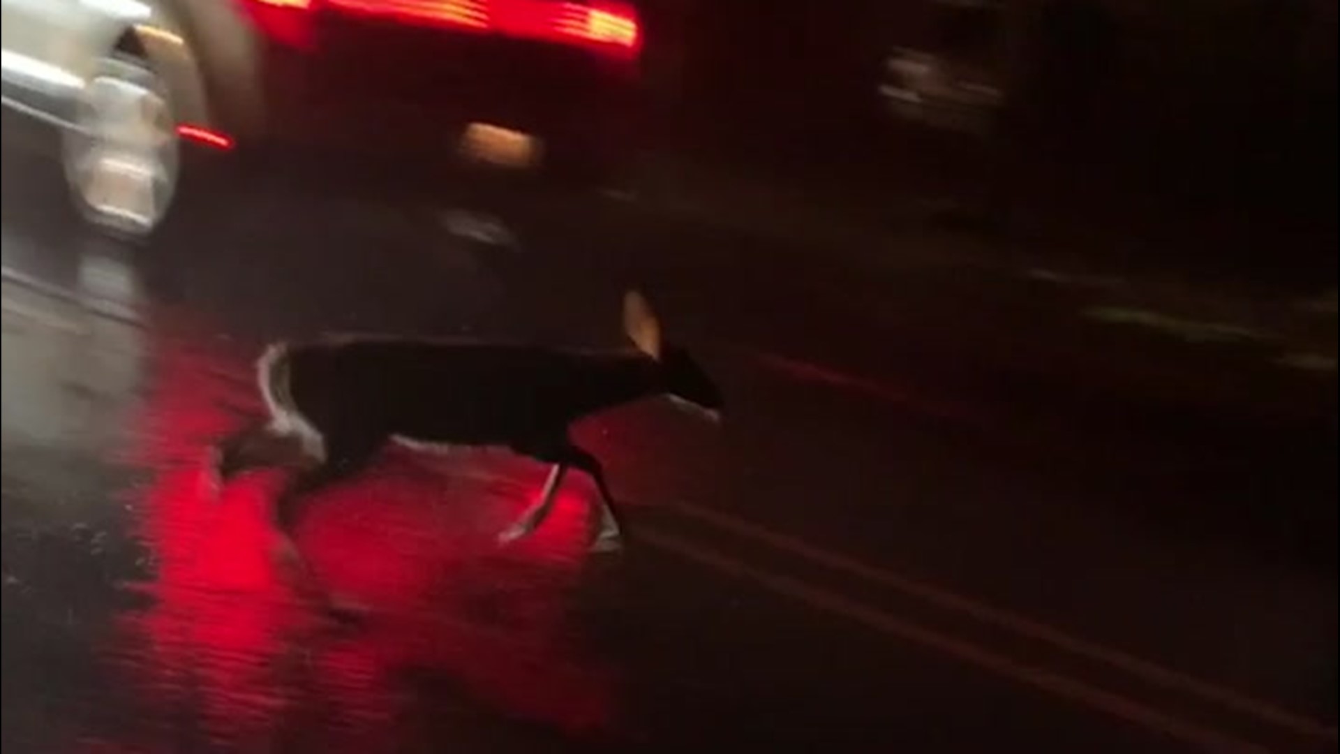 While Jonathan Petramala was on the scene in Oak Island, North Carolina, on Aug. 3, he managed to spot a deer running for its life in the harsh weather of Isaias.
