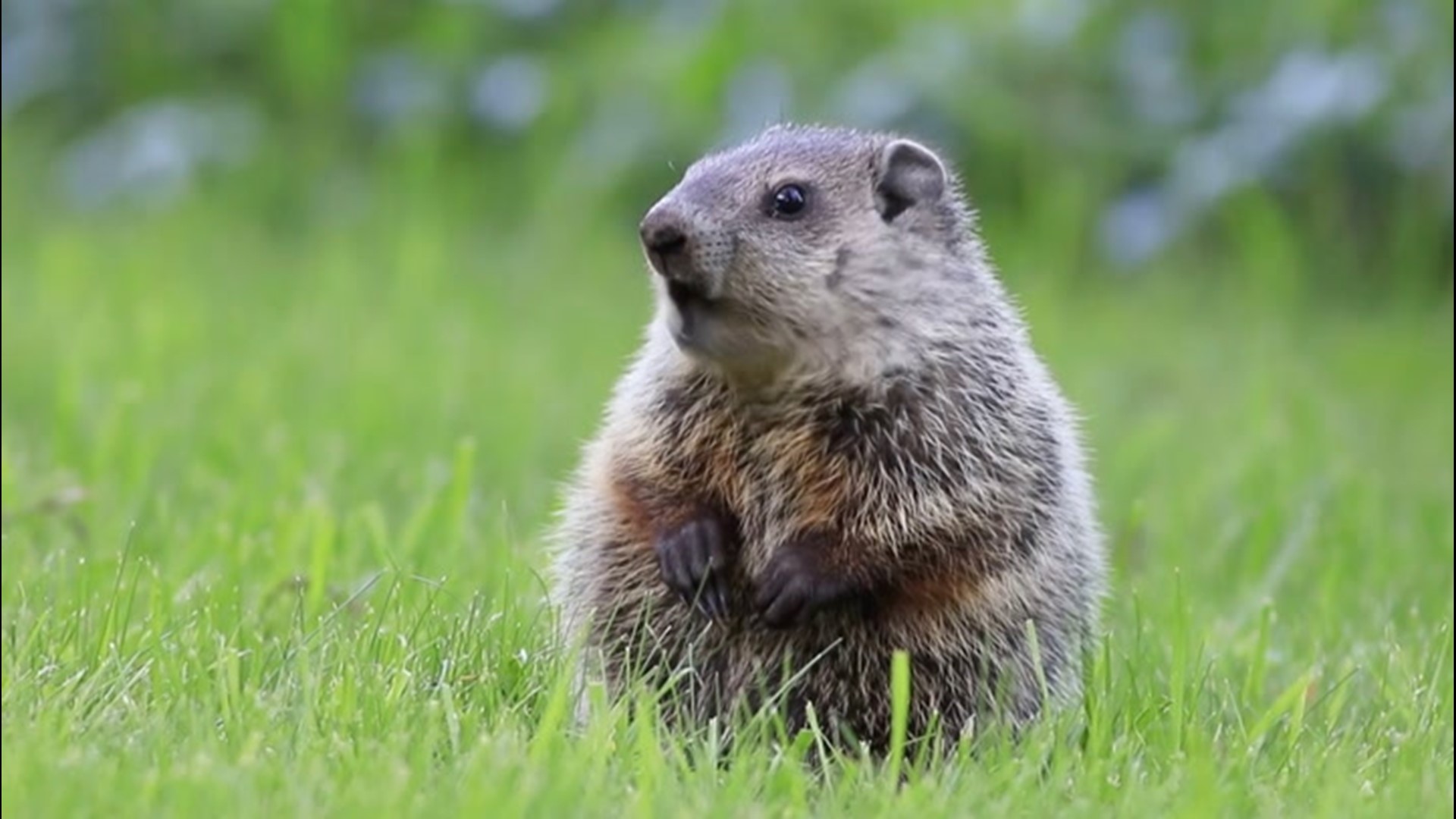 How did we come to celebrate our favorite weather-predicting rodent on Groundhog Day? It actually has a tie-in with astronomy and the time of year.