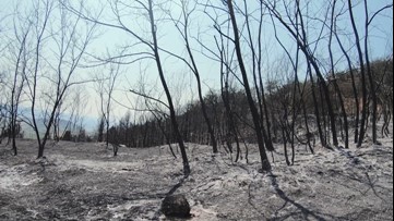 Dry vegetation offers troubling outlook for wildfire season