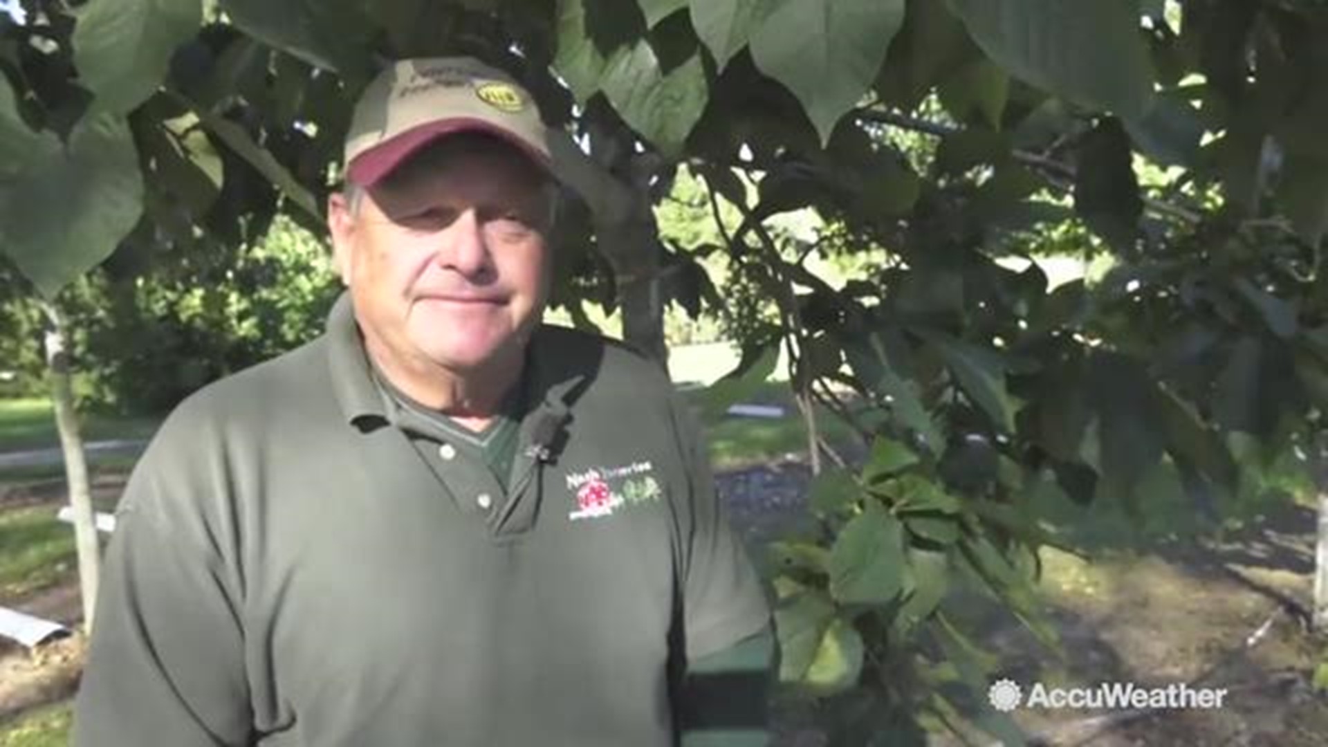 In Lower Michigan, harvesting has begun for the largest native fruit east of the Mississippi, the paw paw.  AccuWeather's Blake Naftel visited Nash Nurseries, which specializes in growing this fruit.