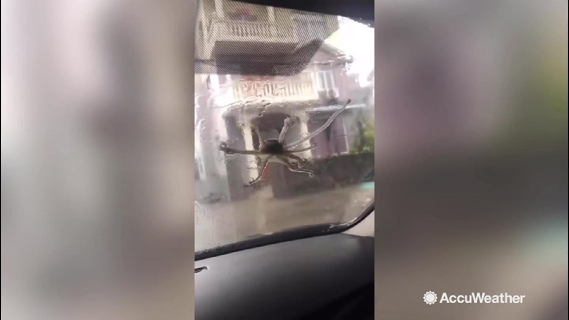 This is weird! A pair of octopuses were blown onto a windscreen of a car by the strong wind caused by Typhoon Lekima that hit eastern China recently.