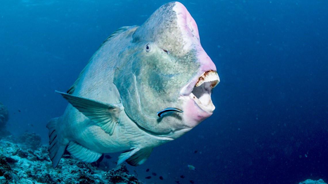Incredible BuckToothed Fish Can Bite Through Rocks