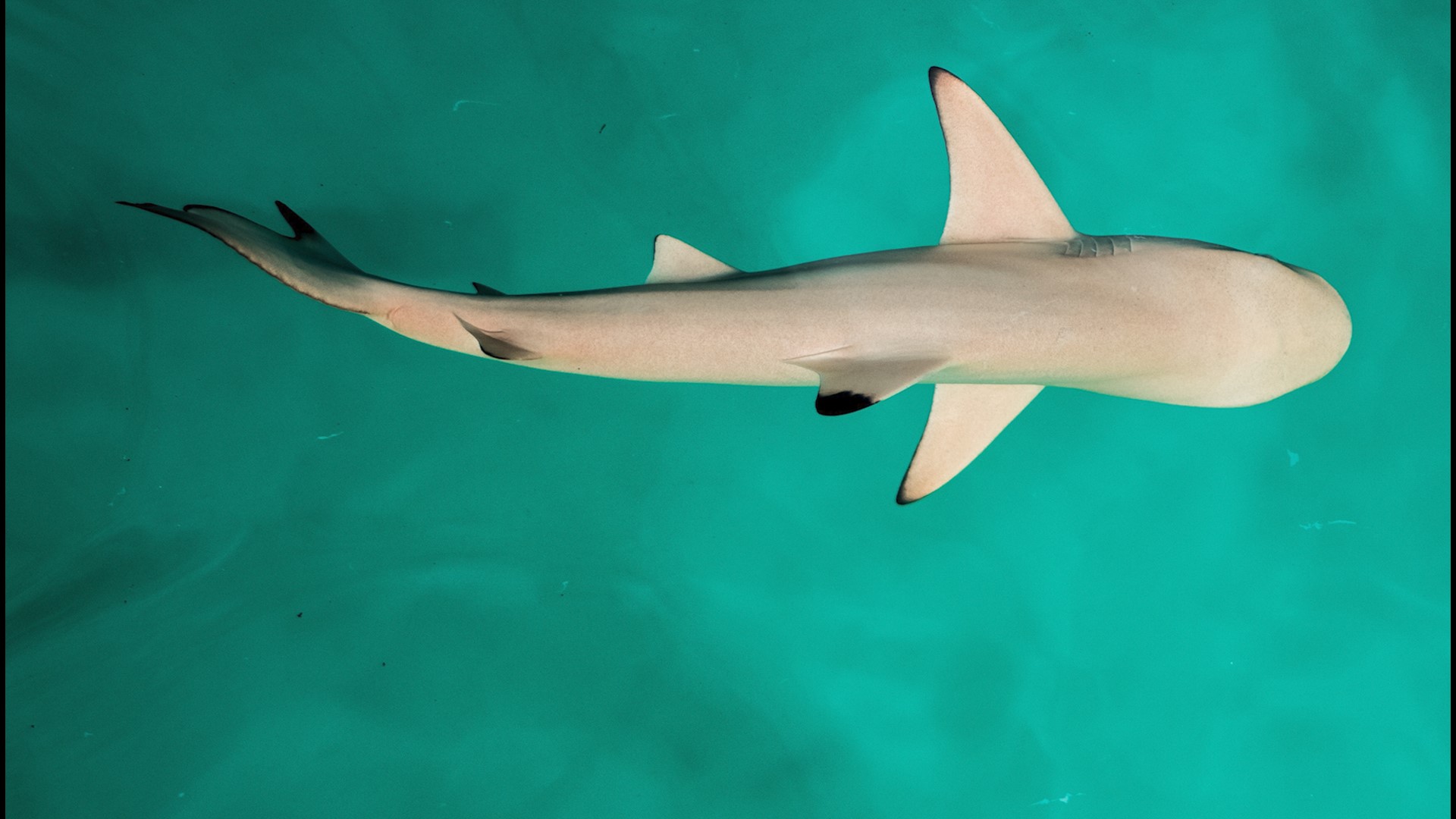 Sharks are incredible animals and now researchers have found one more thing that makes them so special: they use the Earth's magnetic fields to navigate through the oceans like a 'natural' GPS. AmazeLab's Johana Restrepo has more.