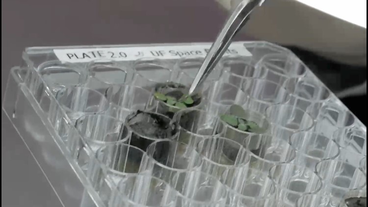Plants Have Been Grown in Lunar Soil in Scientific First