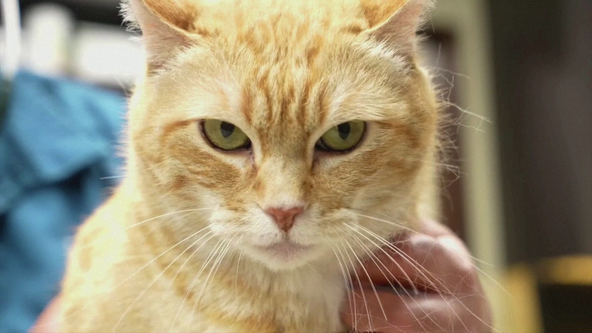 If you're a cat owner and think your pet is feline down...there's an app to help you to determine your pet's demeanor. Buzz60's Mercer Morrison has the story.