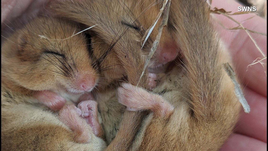 Cuteness Alert! Little Mice Found Cuddling
