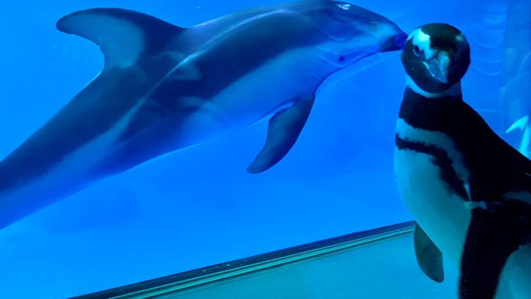Shedd Aquarium penguins meeting dolphins camera pose