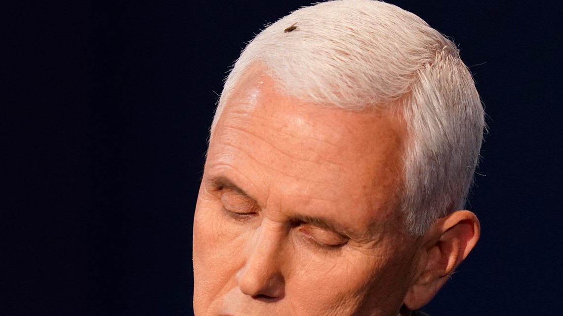 Black bug on Mike Pence's white hair during debate goes 