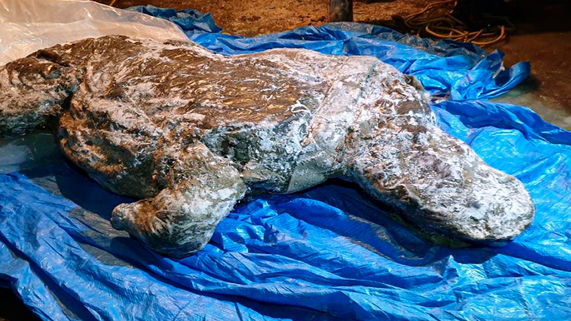 Valery Plotnikov / Departamento de Estudio de Fauna de Mamut en la Academia de Ciencias de Yakutia via AP