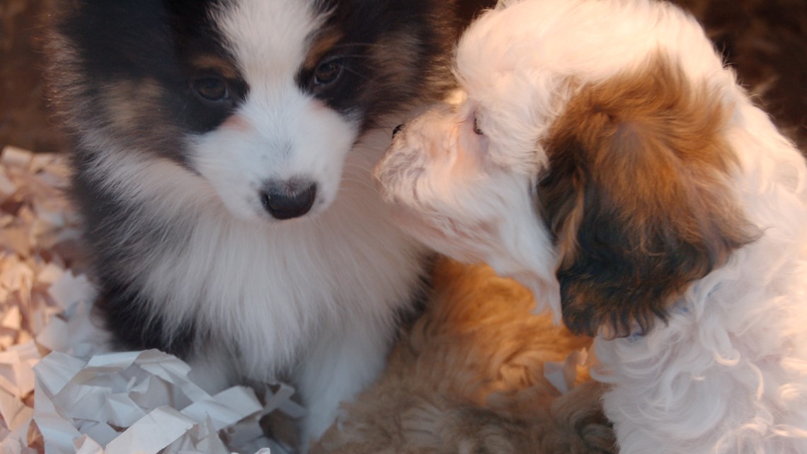 local pet stores with puppies