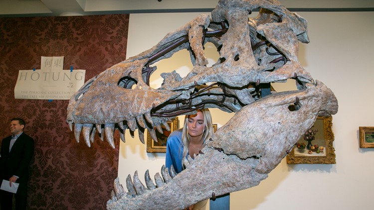 T-rex skull could fetch $15 million at auction