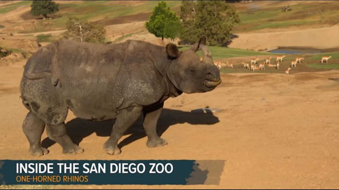 Inside the San Diego Zoo Safari Park | Wonderful Wild World
