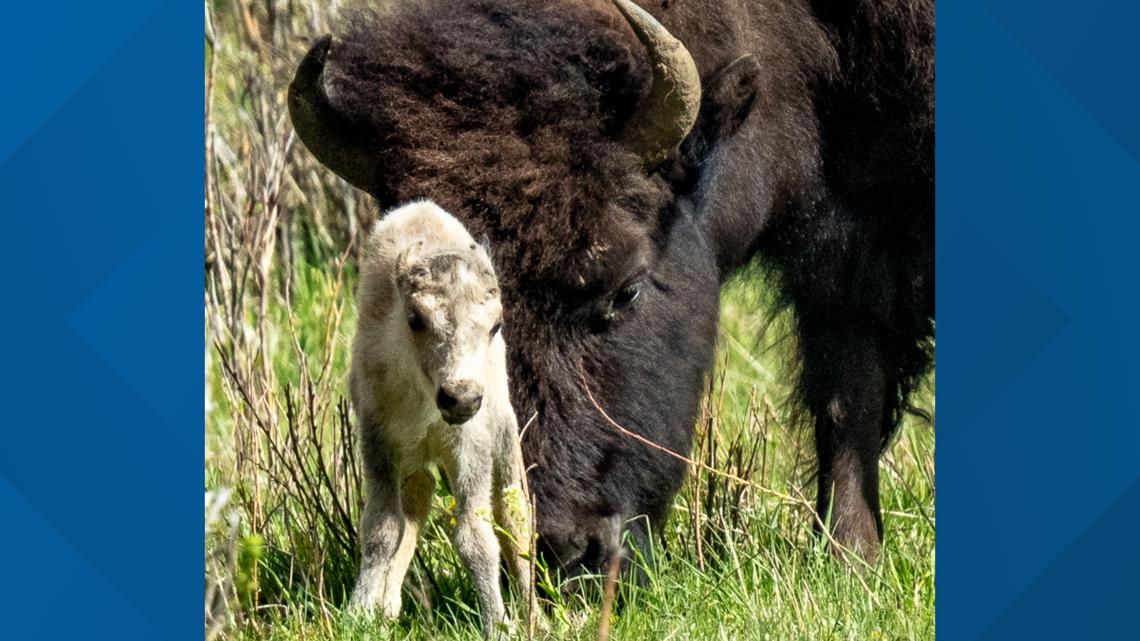 Why a baby bison like the one in Yellowstone could be white - Vimarsana News