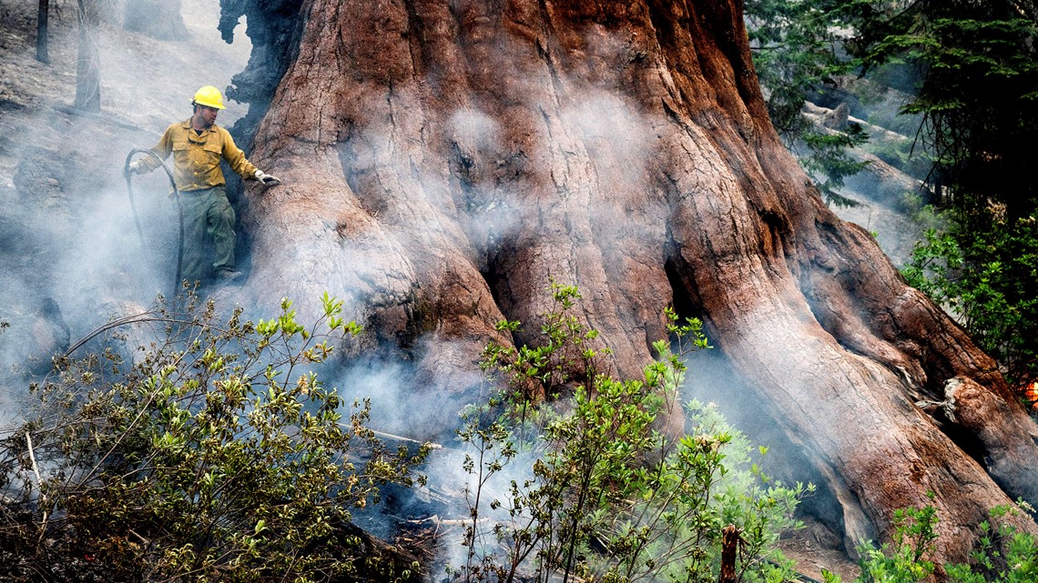 Yosemite wildfire threatens Mariposa Grove sequoia trees - Vimarsana News