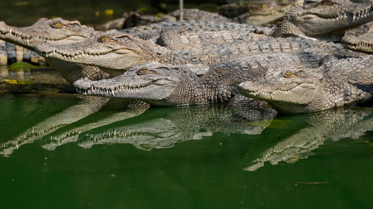 Thai crocodile farmers want trade restrictions relaxed