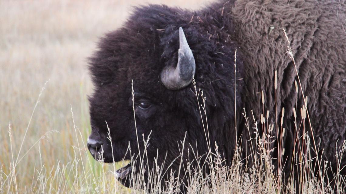 12-year-old injured by bison in Yellowstone National Park
