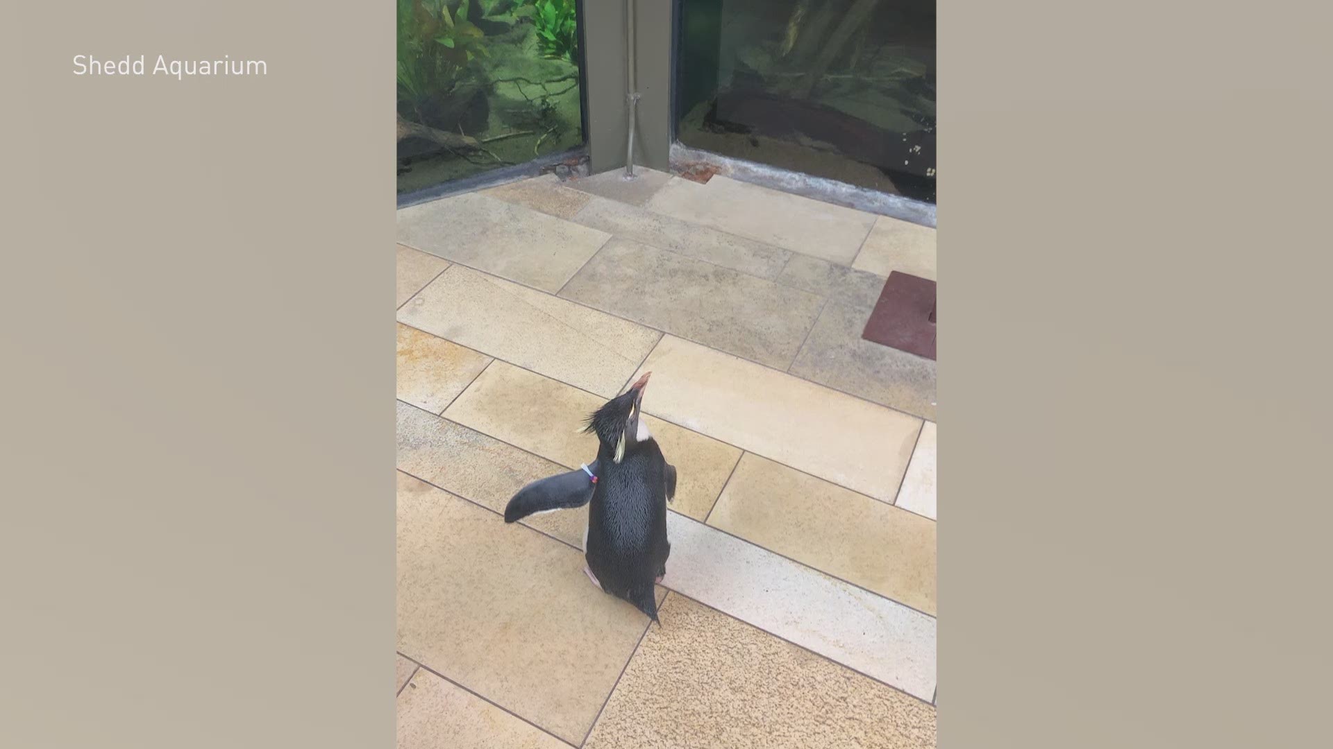With Chicago's Shedd Aquarium closed to the public, some of the animals got a chance to take a field trip around their home. (Video: Shedd Aquarium)