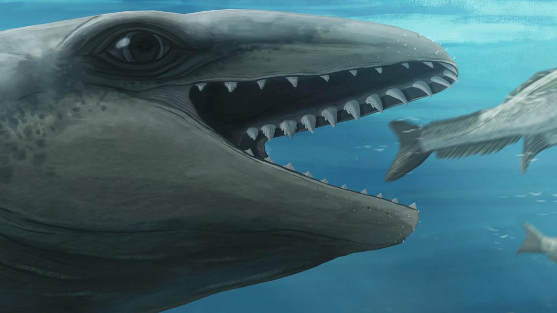Scientists discover an ancient whale with a Pokémon face and a predator bite