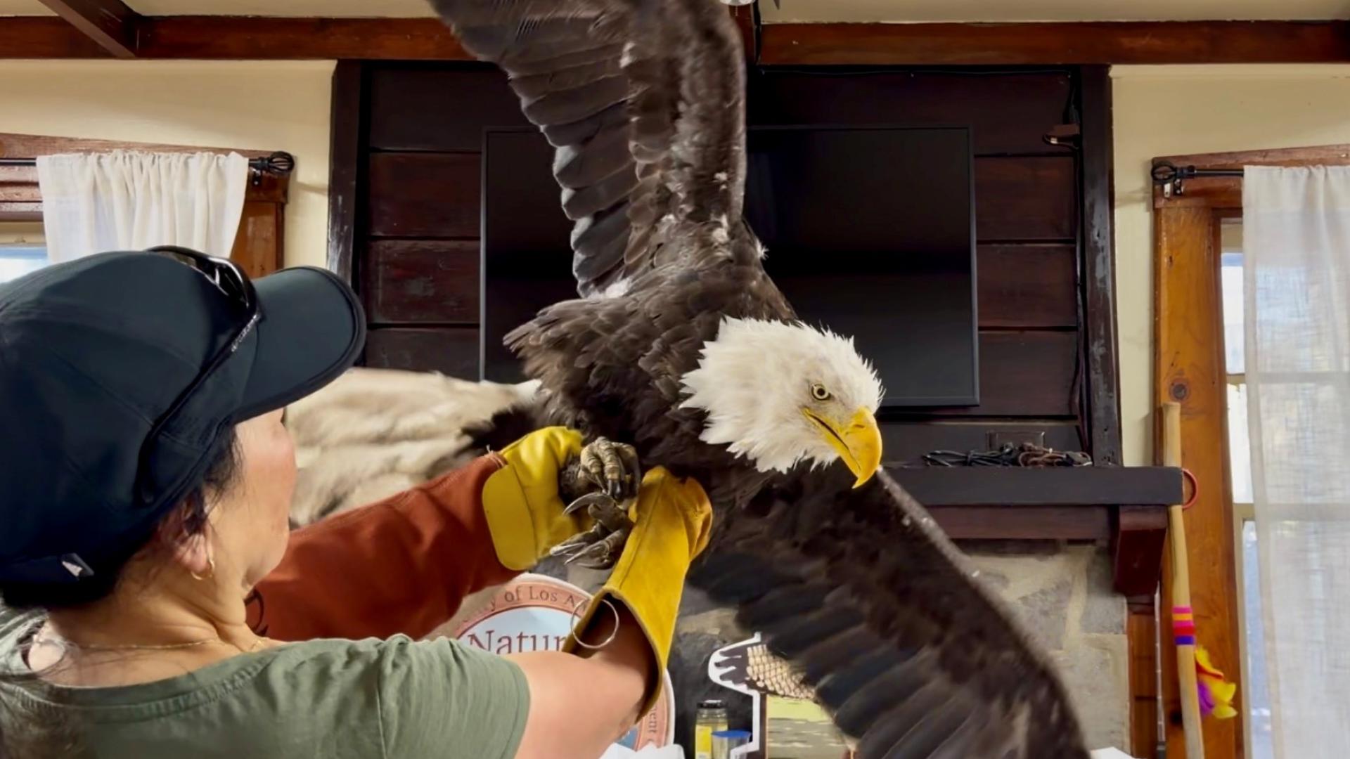 Jackie the bald eagle's cause of death revealed