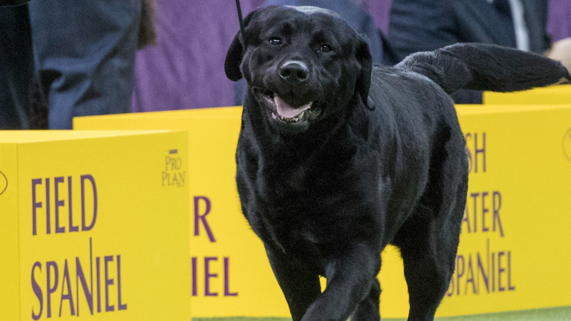 What are the most popular dog breeds in America? - Vimarsana News