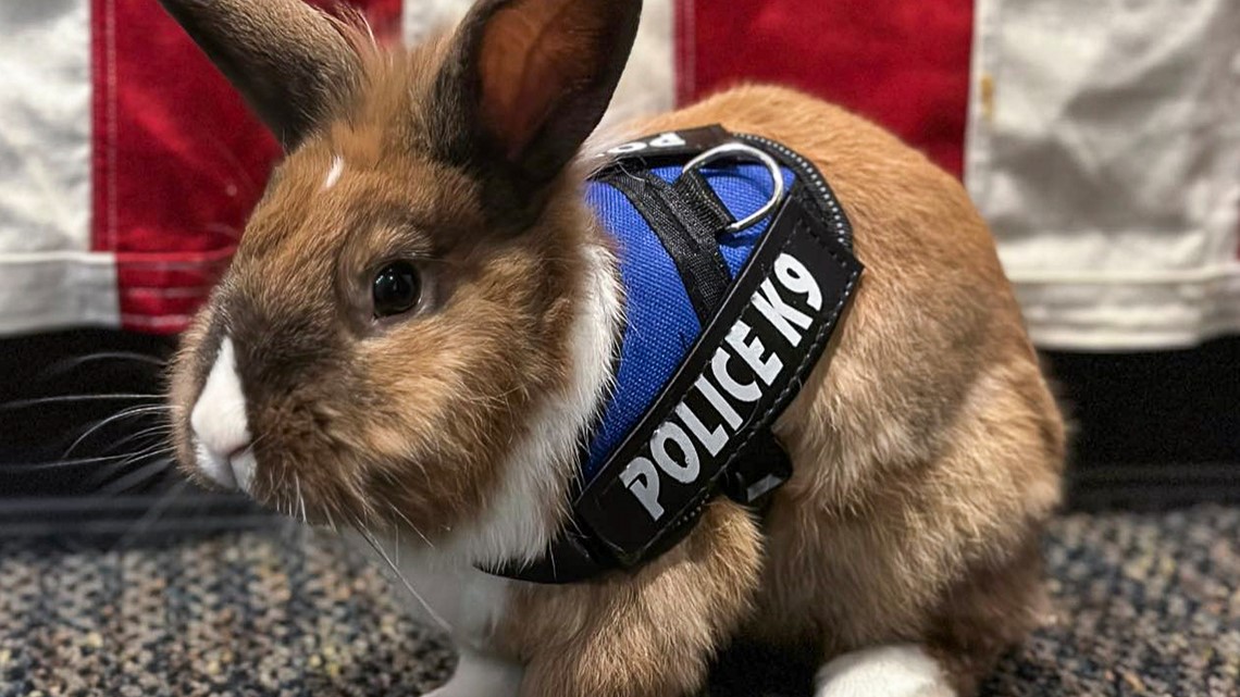 Police bunny joins Yuma City, California police department - Vimarsana News