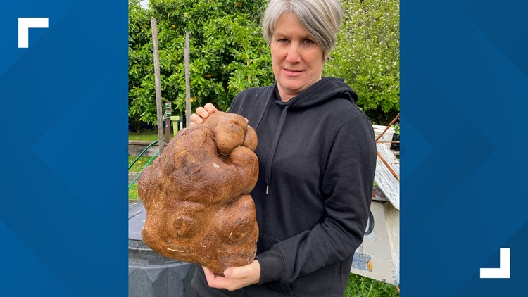 Doug the ugly New Zealand potato could be world's biggest