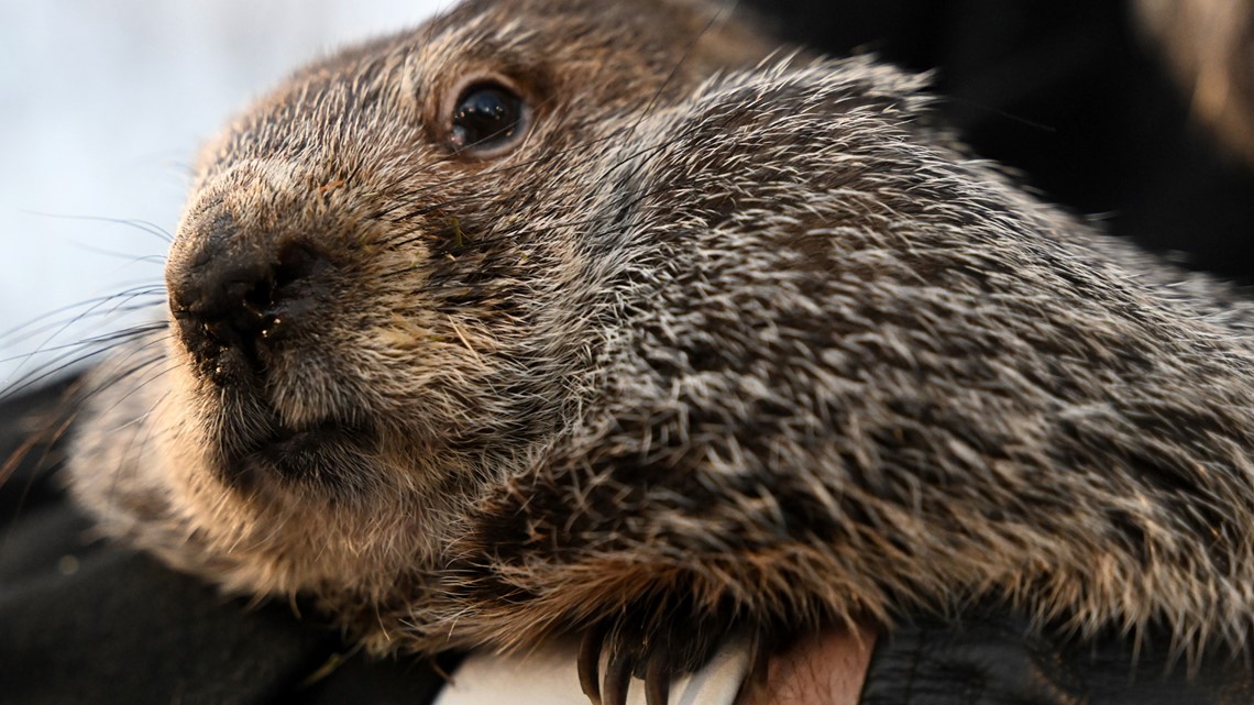 When is groundhog day? | wkyc.com - Vimarsana News