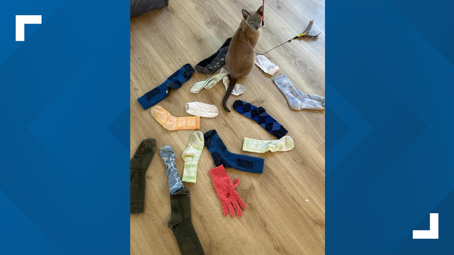His prolific laundry-pinching from clotheslines and bedrooms in the placid beachside neighborhood of Mairangi Bay has turned a cat into a local celebrity.
