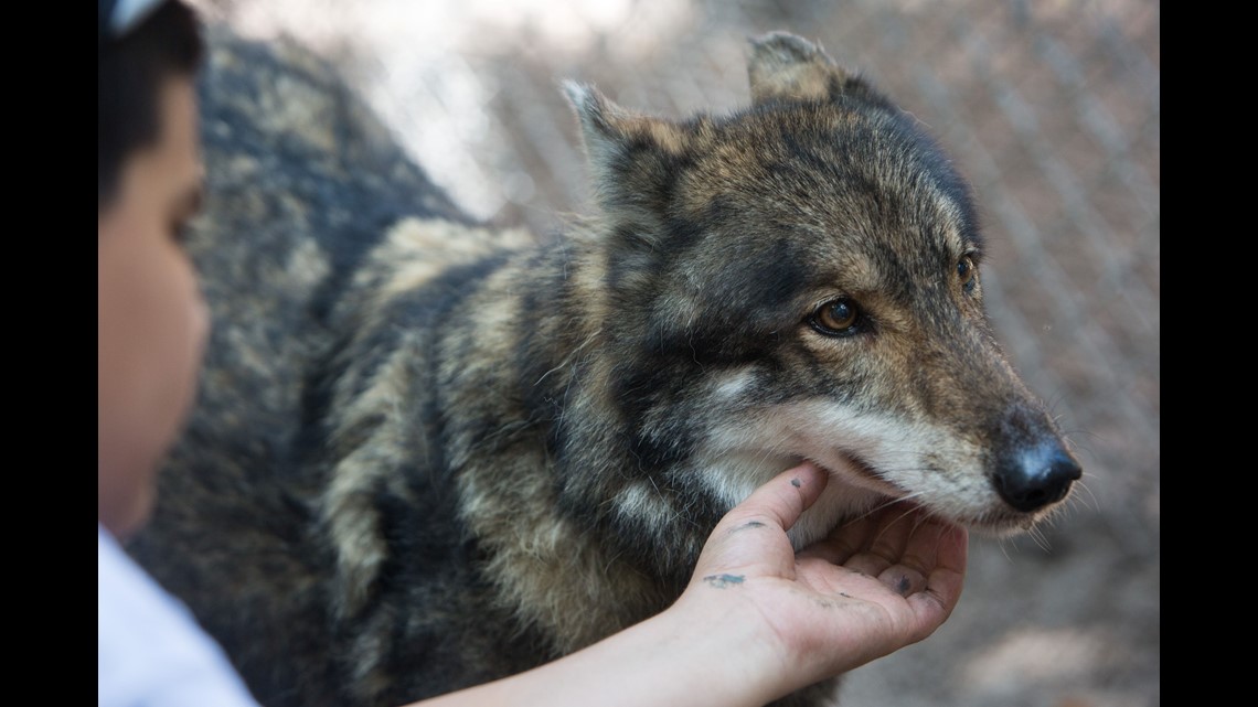 wolf dog muzzle