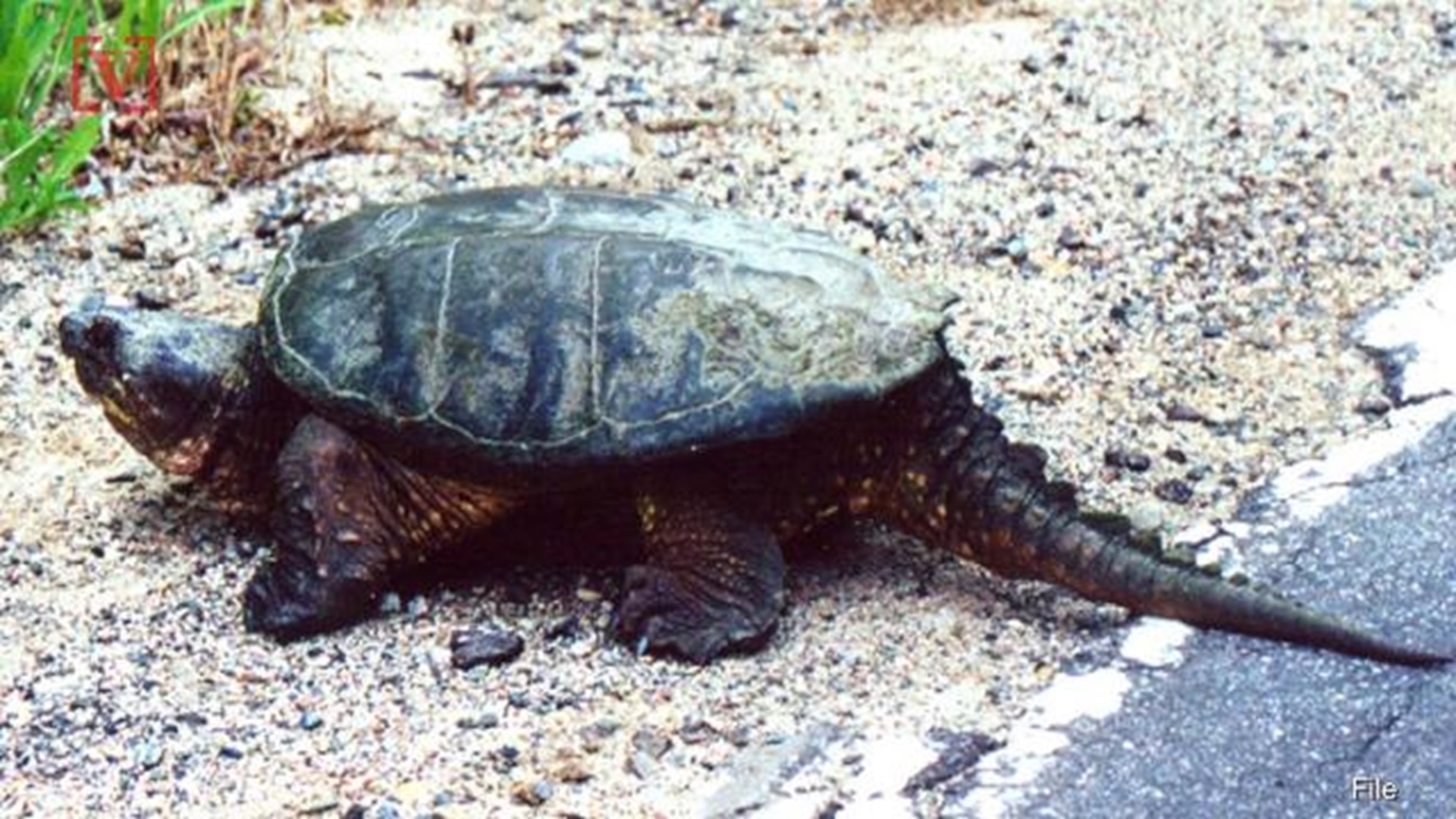 What Happened To The Teacher That Fed A Puppy To A Snapping Turtle