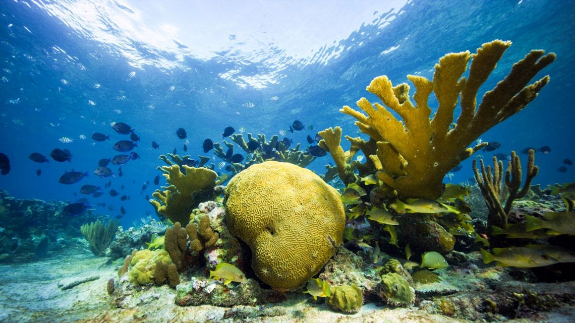 Coral reefs save billions of dollars worldwide by ...