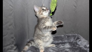 These Cleveland Based Kittens Are Up For Adoption And In Need Of A