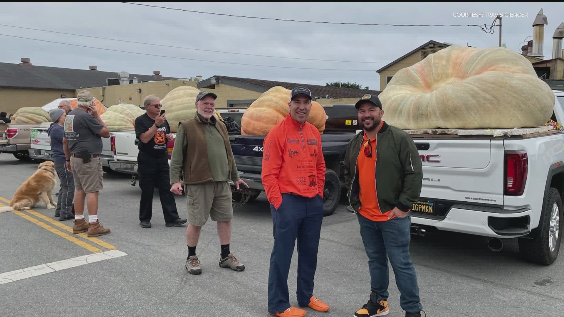 Travis Gienger won the 50th World Championship Pumpkin Weigh-Off in Half Moon Bay with an enormous, lumpy, orange pump that could produce at least 687 pies.