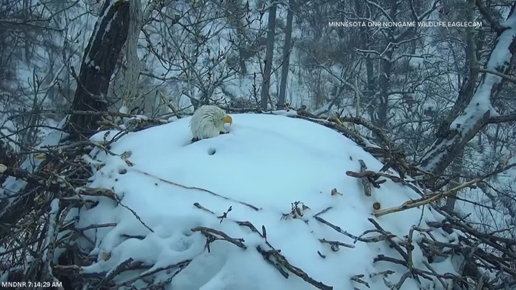 DNR EagleCam's birds ride out the storm covered in snow