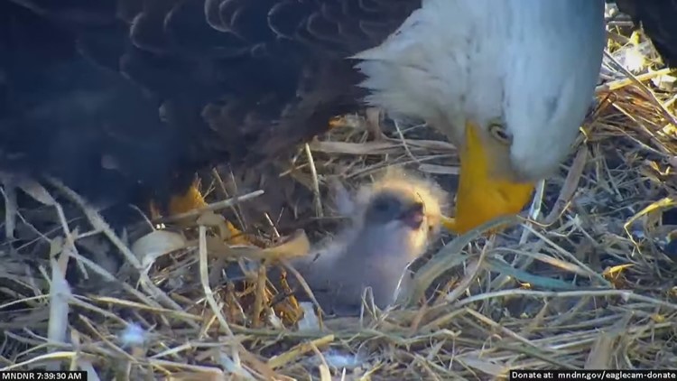 WATCH: DNR EagleCam's newborn eaglet makes its debut