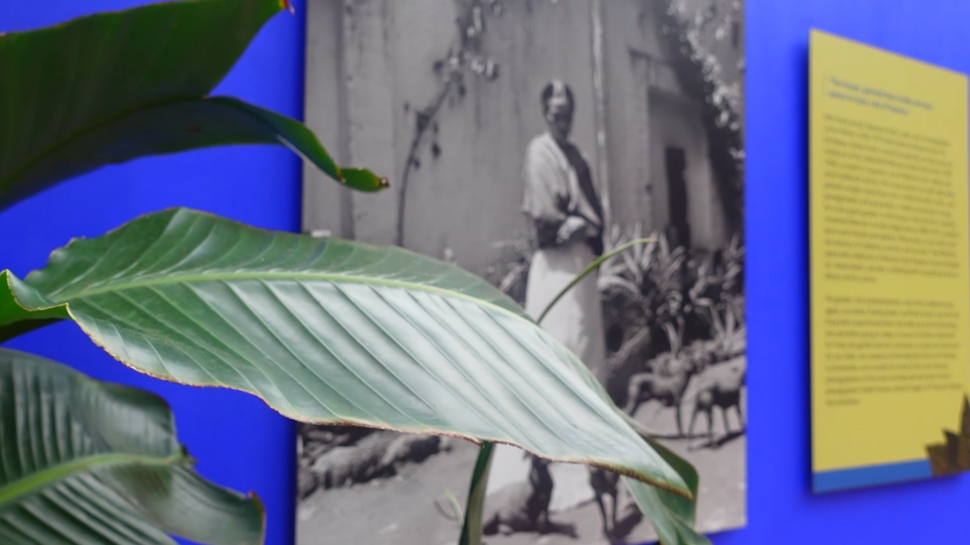 The exhibit recently opened at the San Antonio Botanical Garden. You have until Nov. 2 to visit.