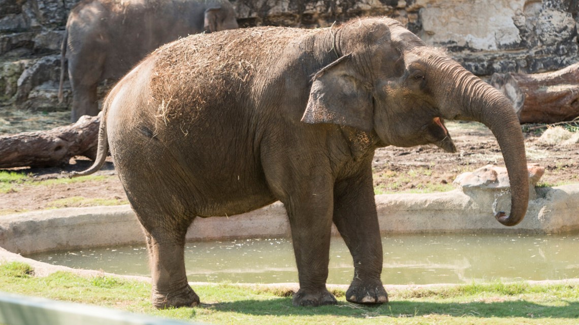 San Antonio Zoo celebrates 60th birthday of Lucky the San Antonio Zoo celebrates 60th birthday of Lucky the