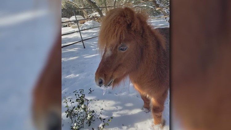 Miniature horse 'viciously' killed by two pit bulls in Boerne