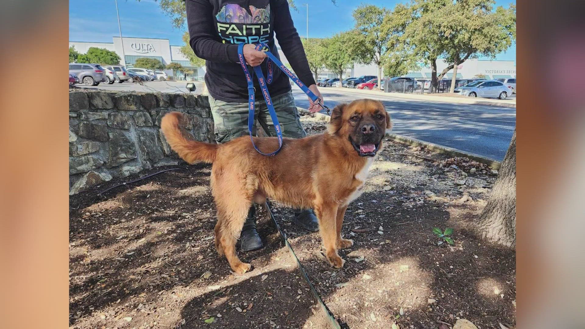 Buster loves being around people and would make a great dog to go on a walk with or just relax on the couch and watch a movie.