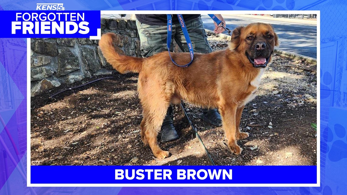 Buster Brown brought to shelter over two years ago - Vimarsana News