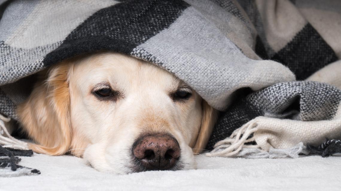 Keeping your pets safe during extreme cold weather: Ready Pet GO!