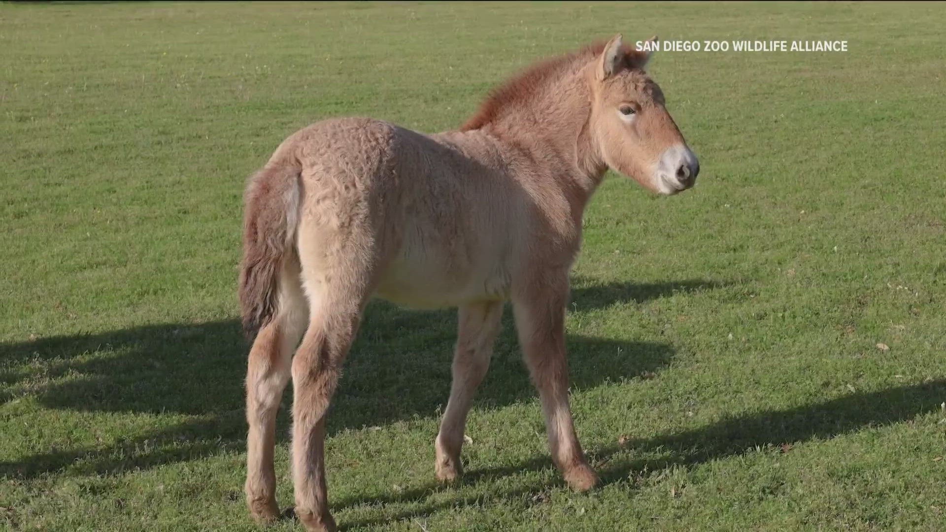 The endangered foal was born at a cloning facility in Texas and will join its genetic twin at the San Diego Zoo Safari Park