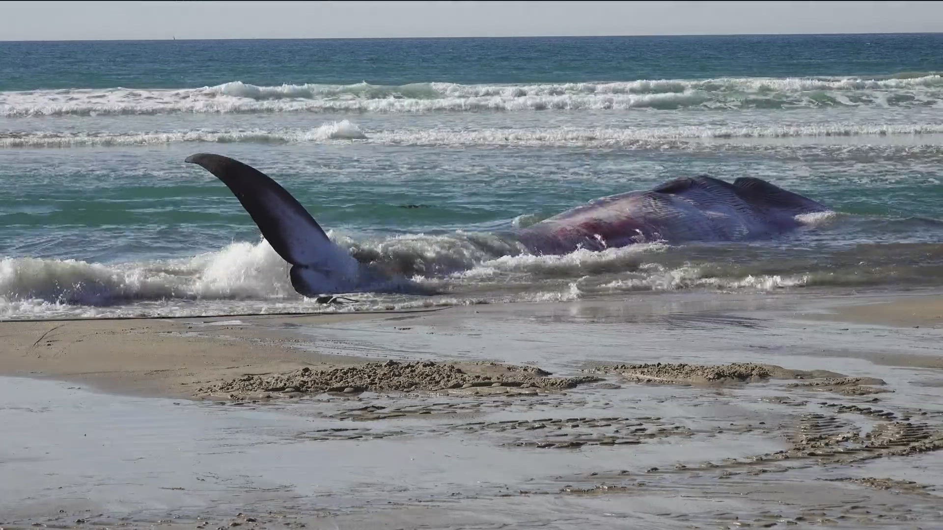 Residents and beachgoers in Pacific Beach reported the whale carcass on Sunday morning.