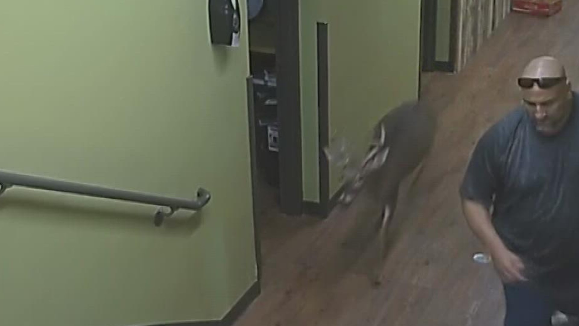 The deer was confused and startled but a team at the church was able to safely lure him out of the building and back outside.