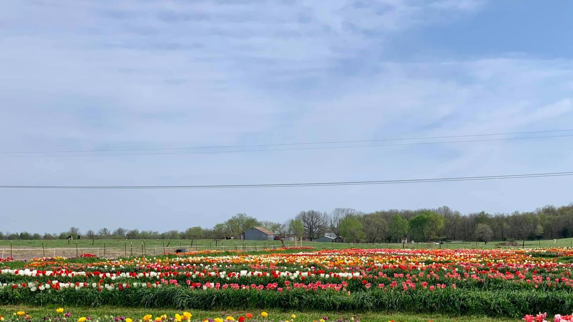 First U-Pick tulip farm opening this week in Northwest Arkansas | wkyc.com