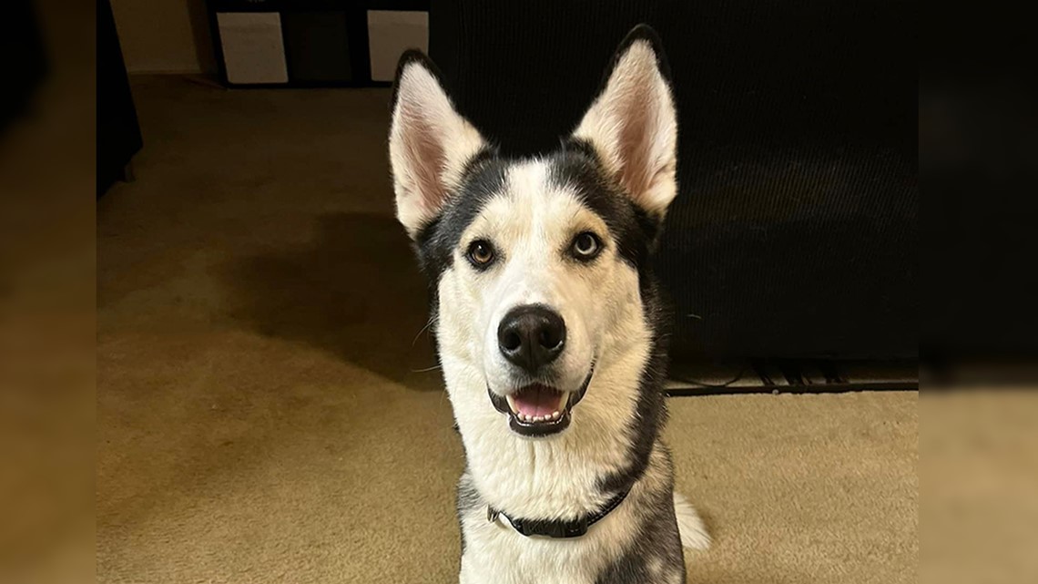 Owners: Fort Smith Animal Haven put down lost dog within hours - Vimarsana News